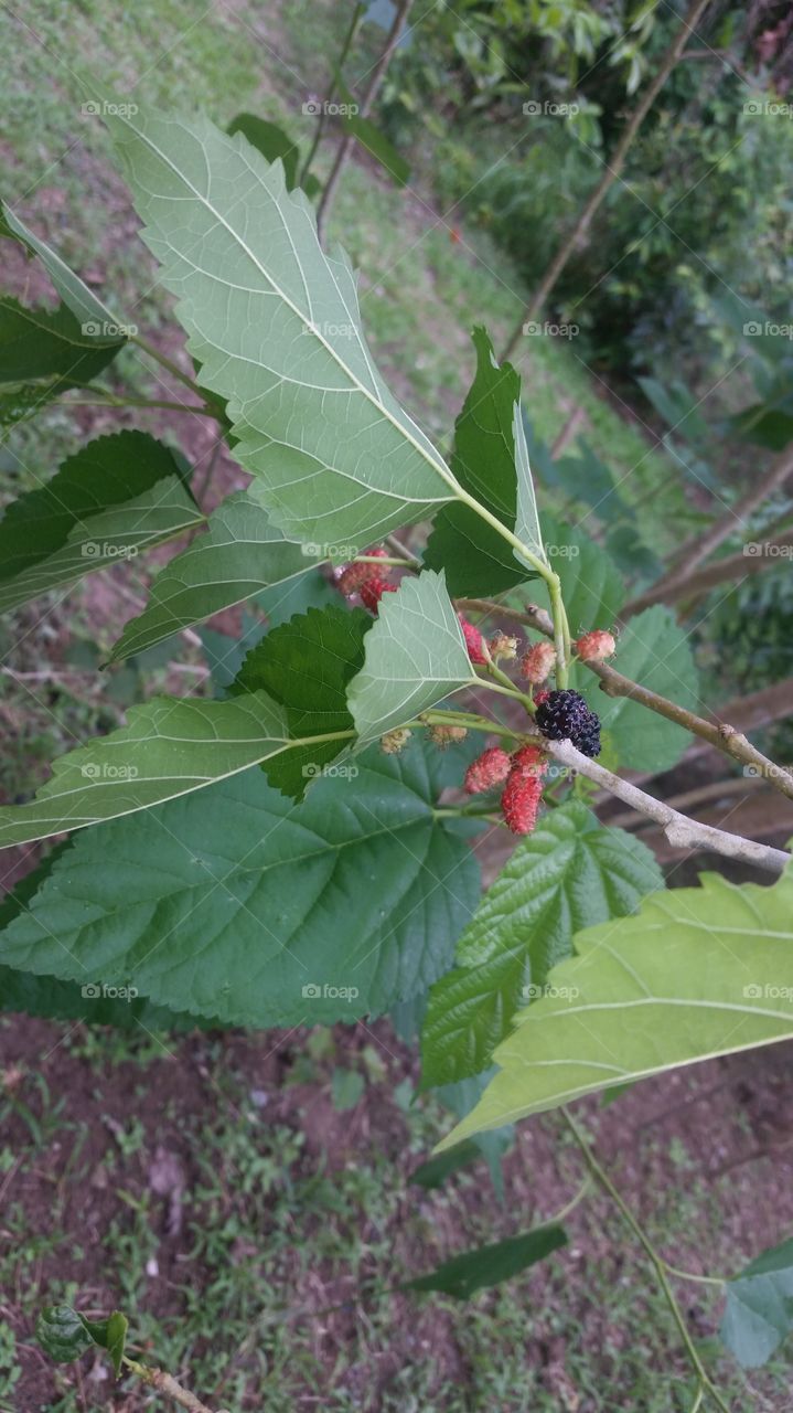 Mulberry for your immune health!!