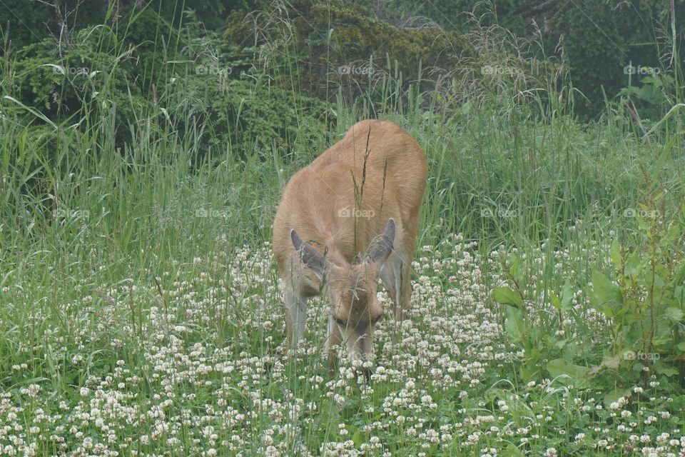 Not the sharpest of image as it was a very foggy day but it started to clear a little which revealed a hungry brave deer very close to me … so I hurriedly took a snap before it ran off 🦌