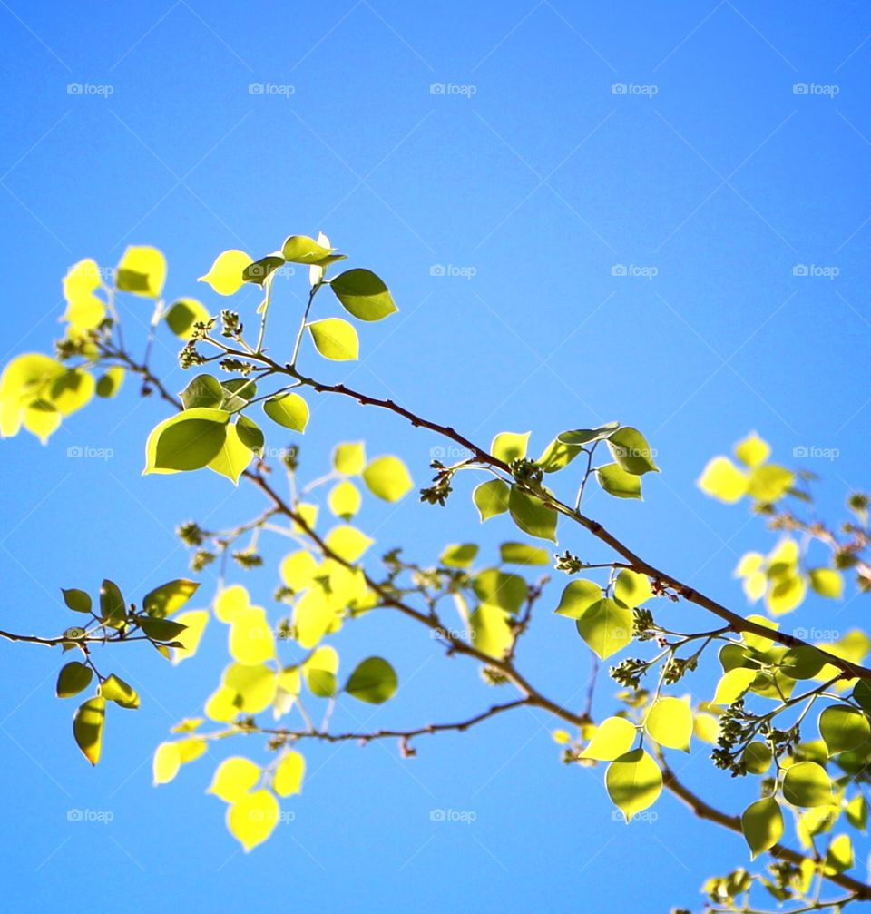 Spring leaves