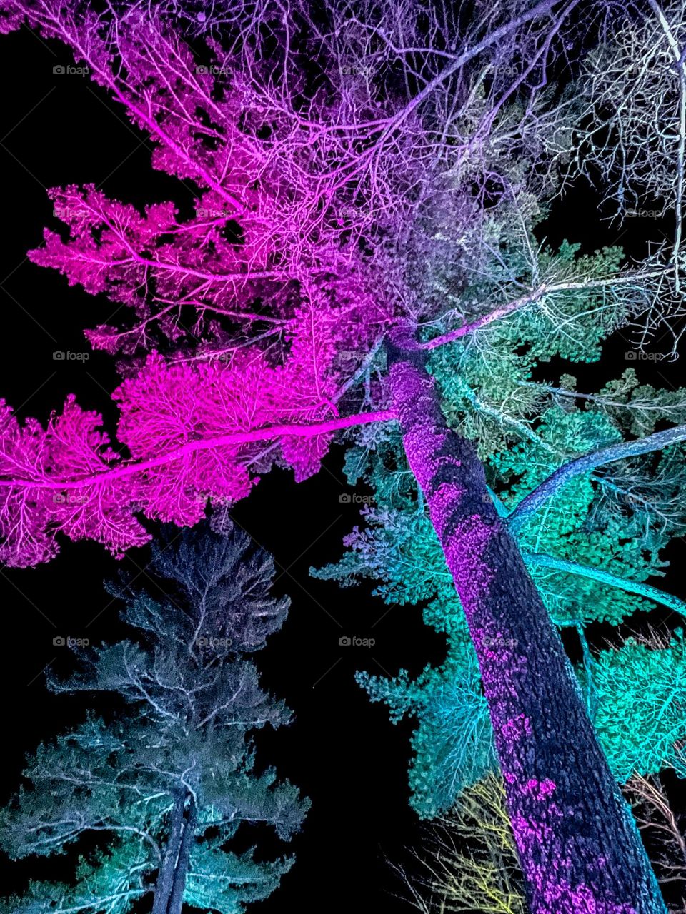 Neon Forest lit by artificial lighting during the winter at botanical gardens in Maine.