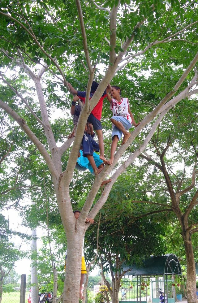 Up in the tree