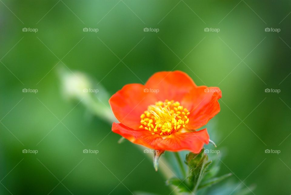 Close-up of red flower