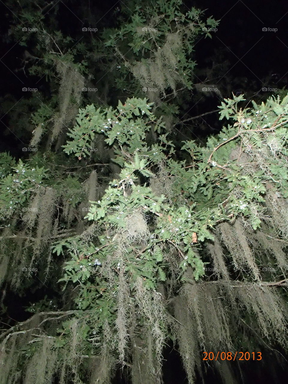 spooky tree in New Orleans