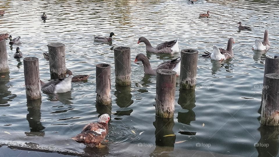 Ducks and geese