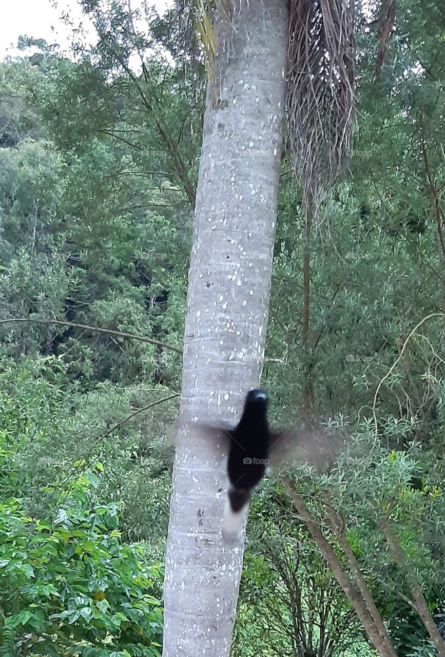 Flagra do beija flor vibrante, busca o néctar de flores.