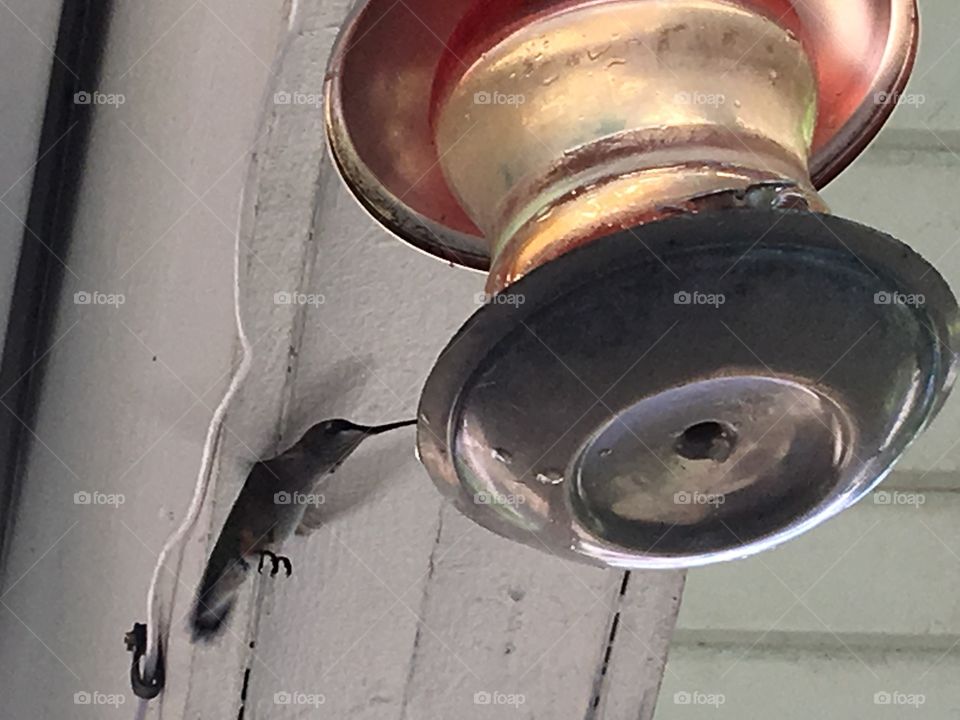 Sitting on my porch watching the hummingbird. Busy little birds so much fun to watch!