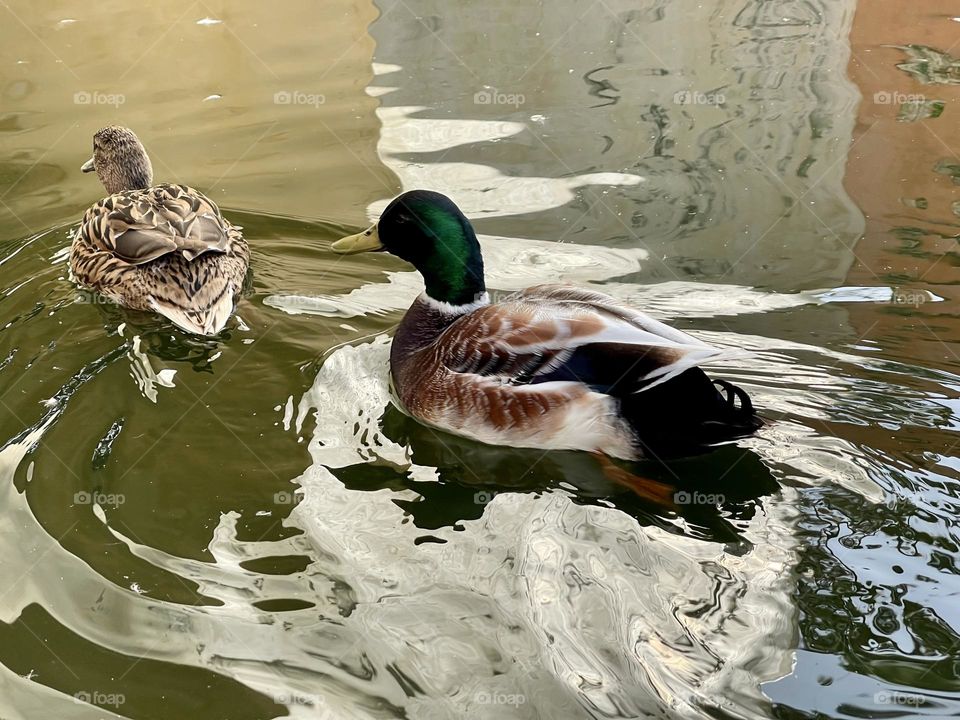 Couple of male and female ducks swimming on a pond 