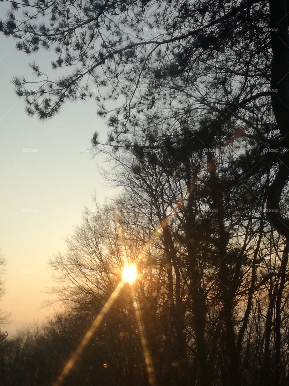 Sunset through the trees