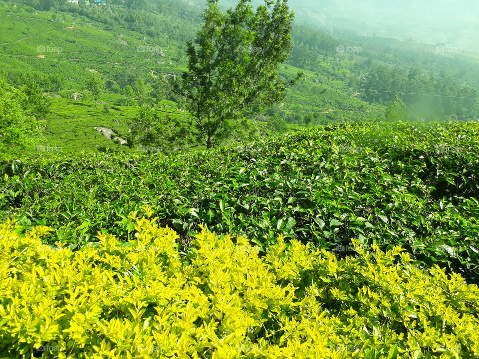 tea garden