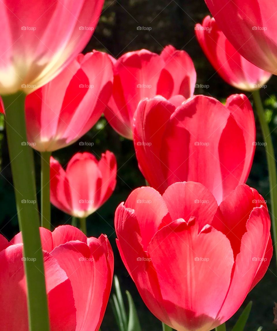 Tulips 