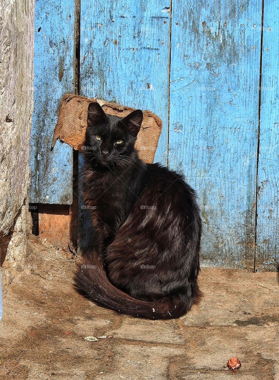 Black cat with turquoise background 