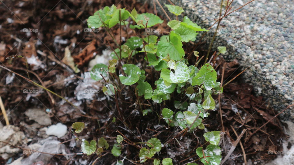 stained plant