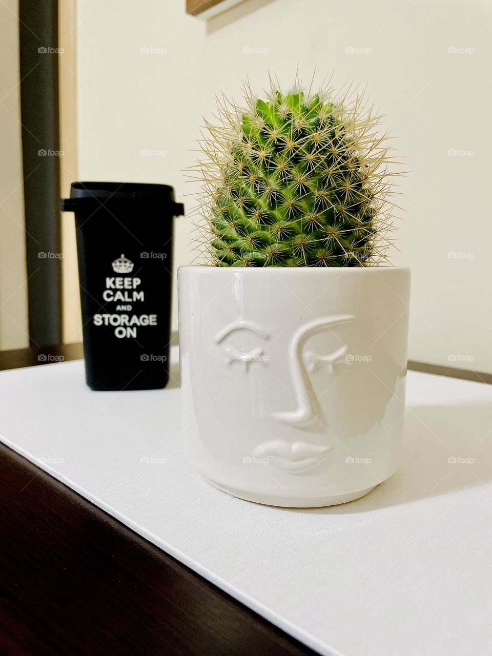 Green cactus in white vase