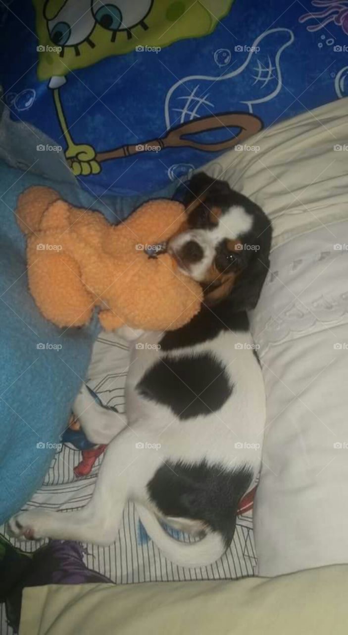 Sleepy puppy and his teddy.