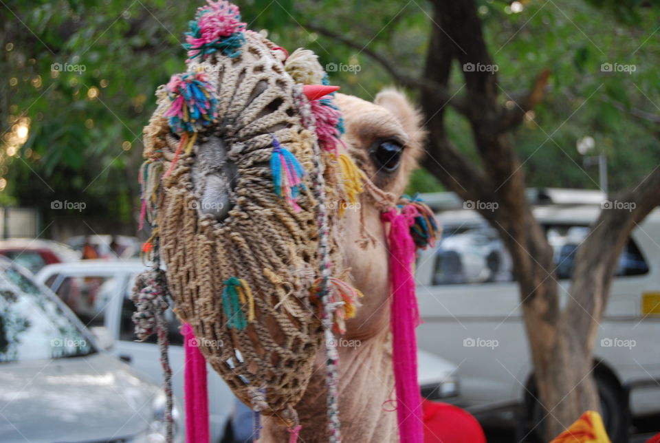 Festival, Traditional, People, Ceremony, Culture