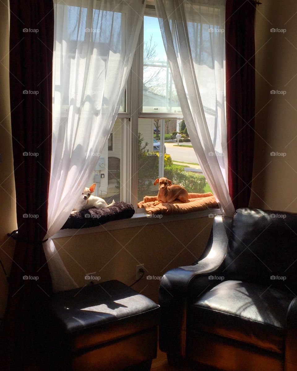 Chihuahuas in a window