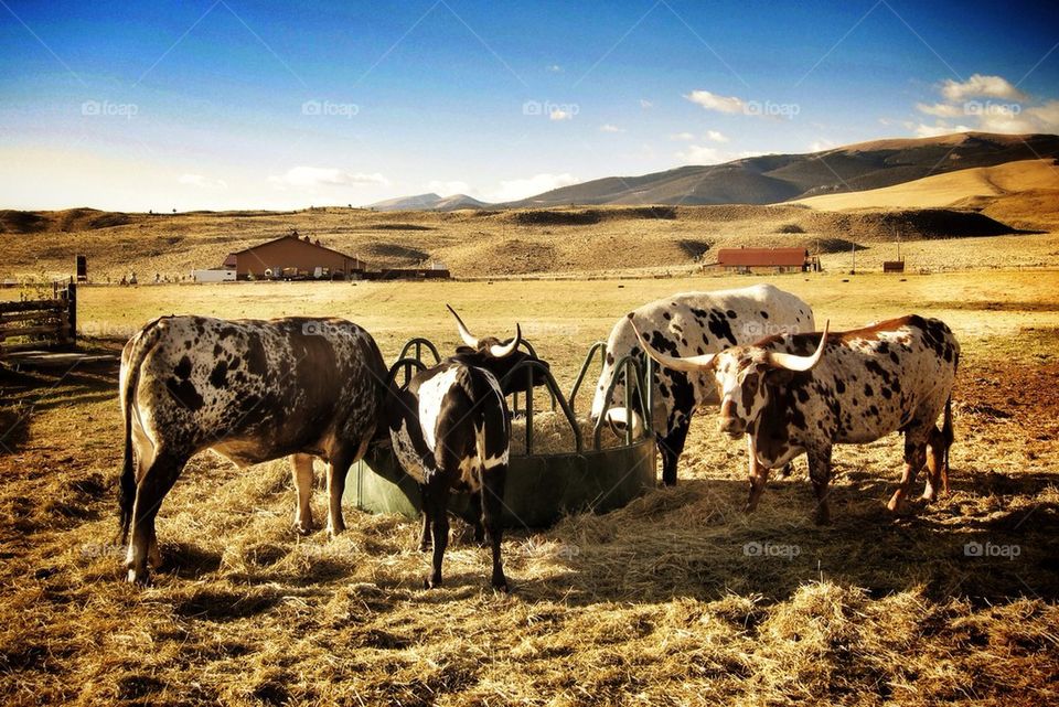 Cattle Ranch