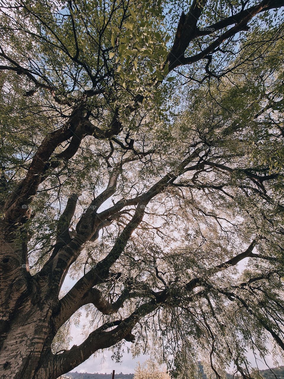 Dare to be different.  Each color in this photo will be experienced differently by each of us.  How beautiful life is.  Is it?