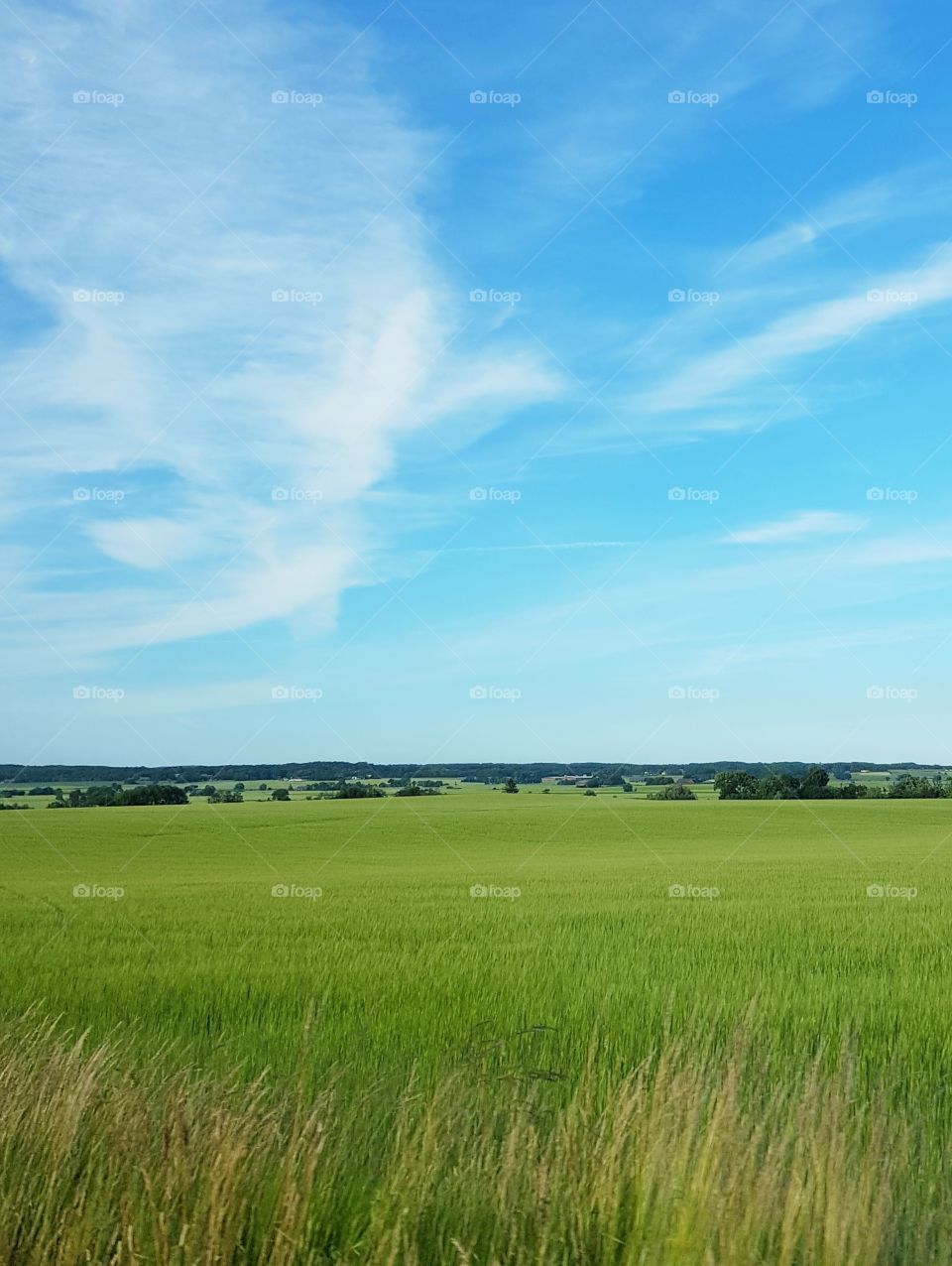 Grass and sky