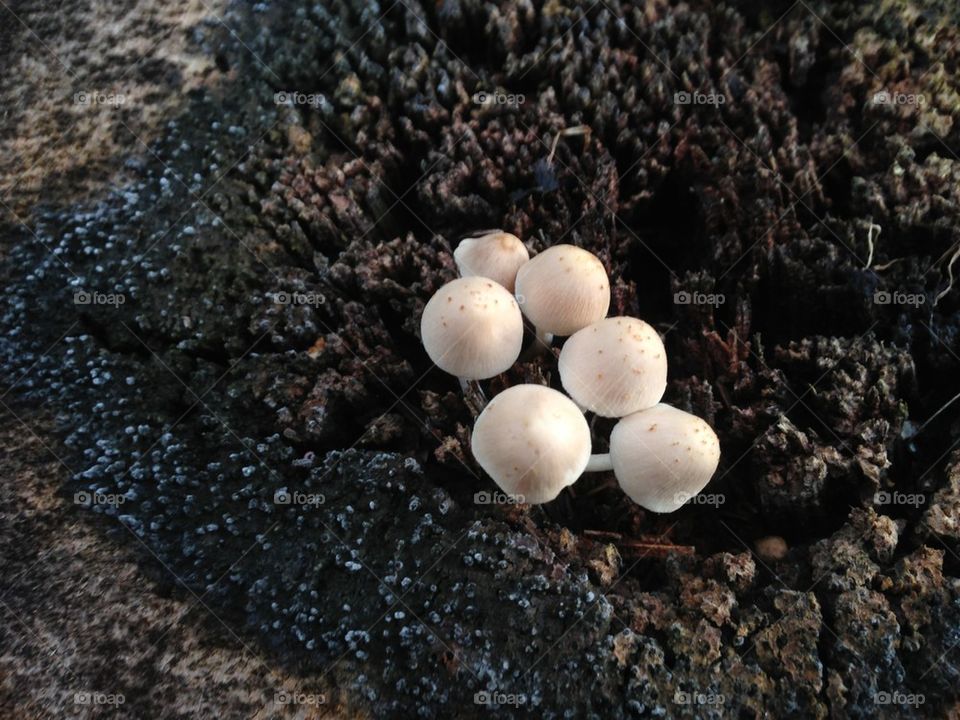 Mushroom cluster