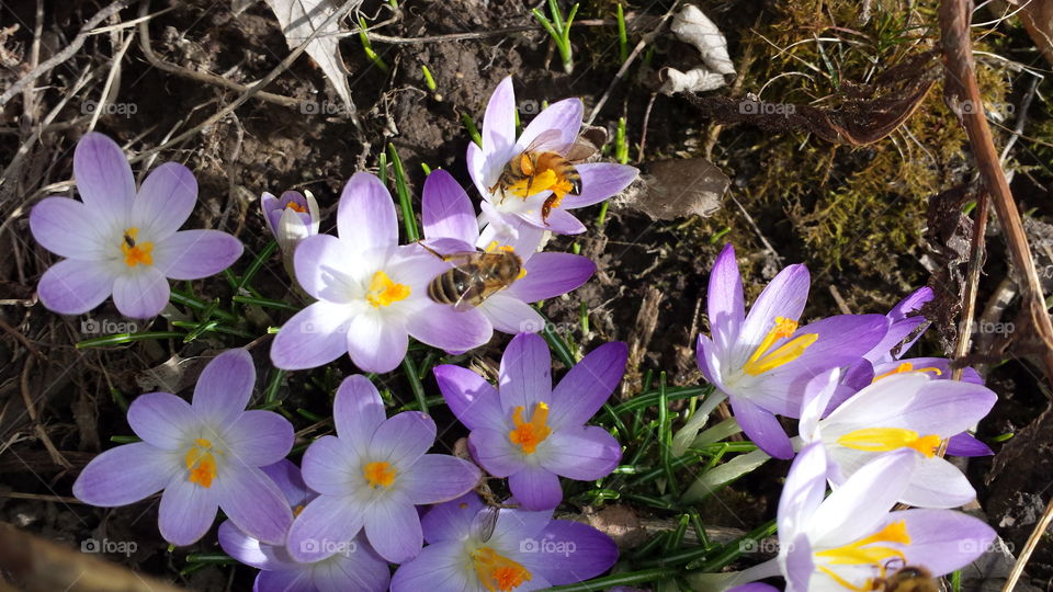 crocus. bees in crocus