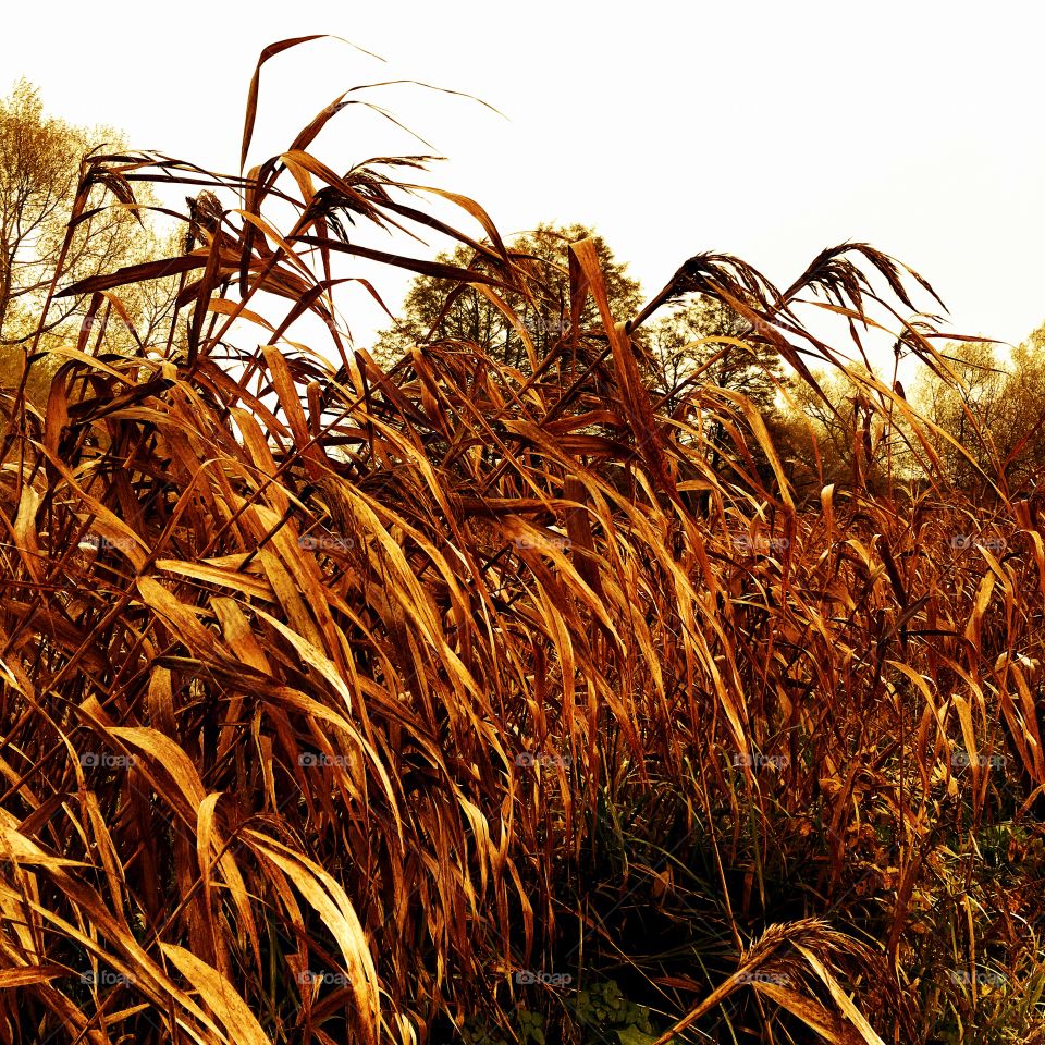 Seaweed plant during sunset
