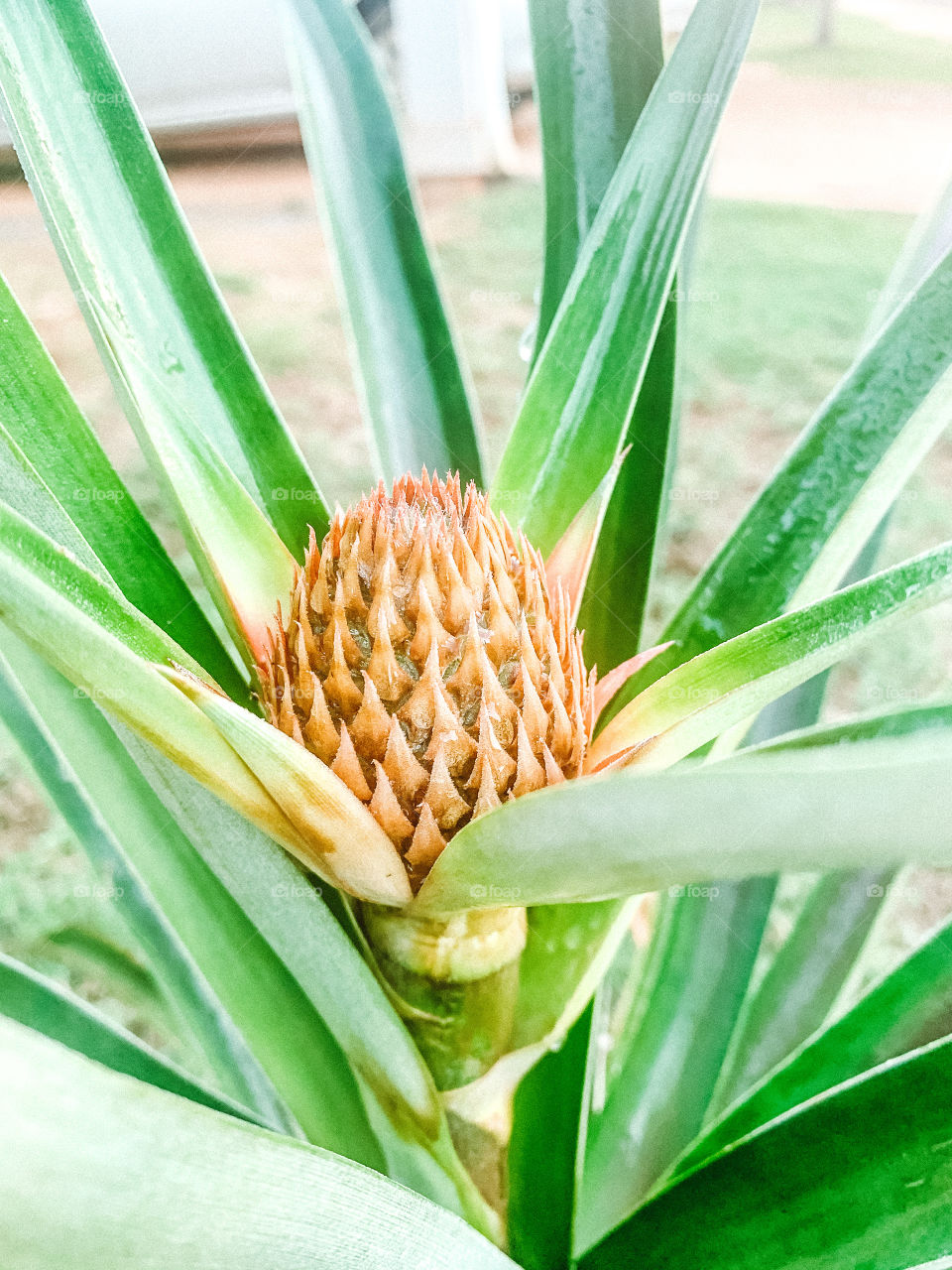 Pineapple plant just beginning to fruit before the pineapple flower emerges. 