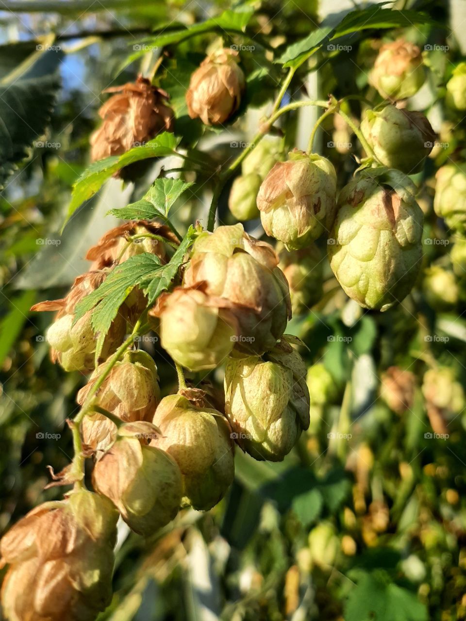 hop bush during late summer