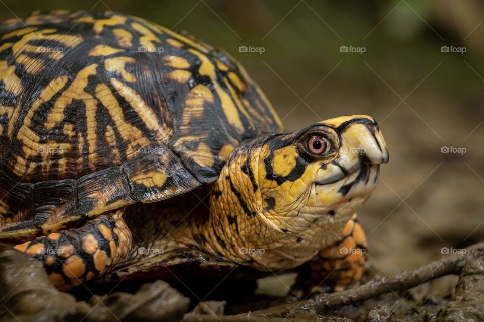Foap, Wild Animals of the United States: A head shot of an eastern box turtle, a vulnerable species. Barfield Crescent Park in Murfreesboro Tennessee. 