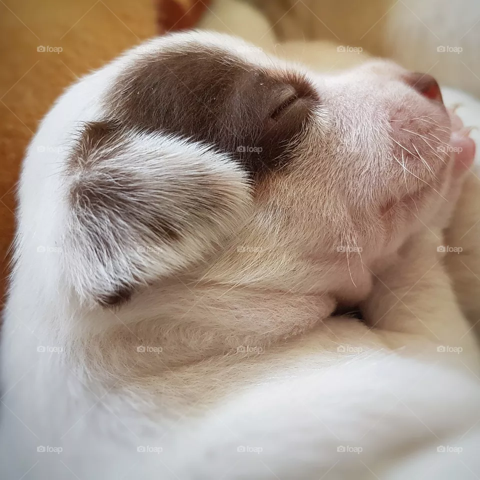 pet