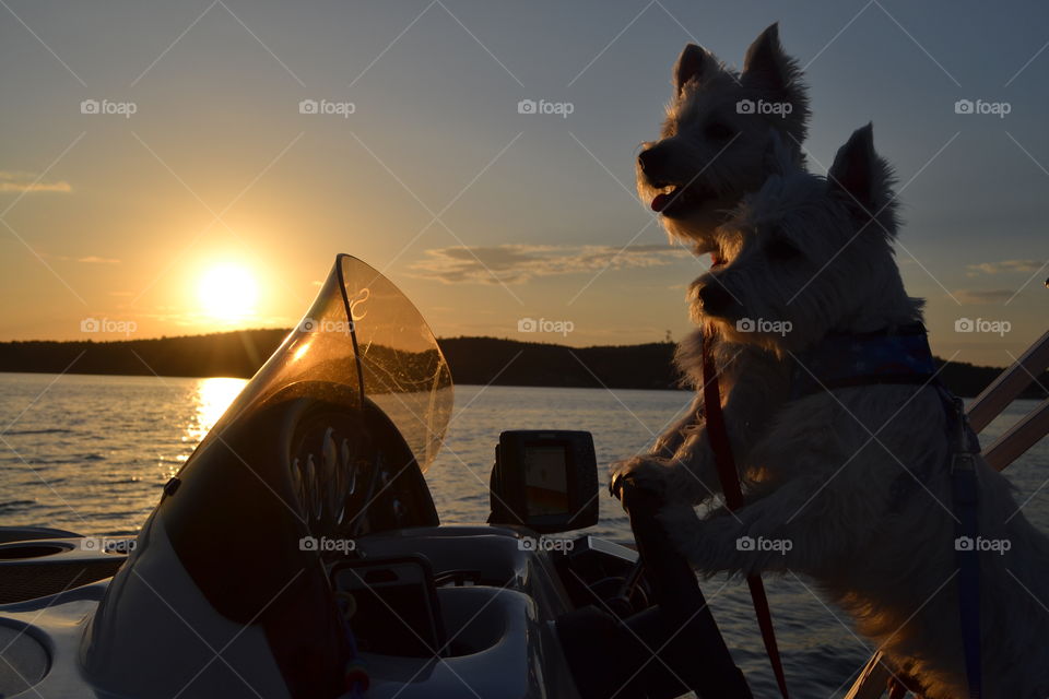 Two Westie's at Sunset 