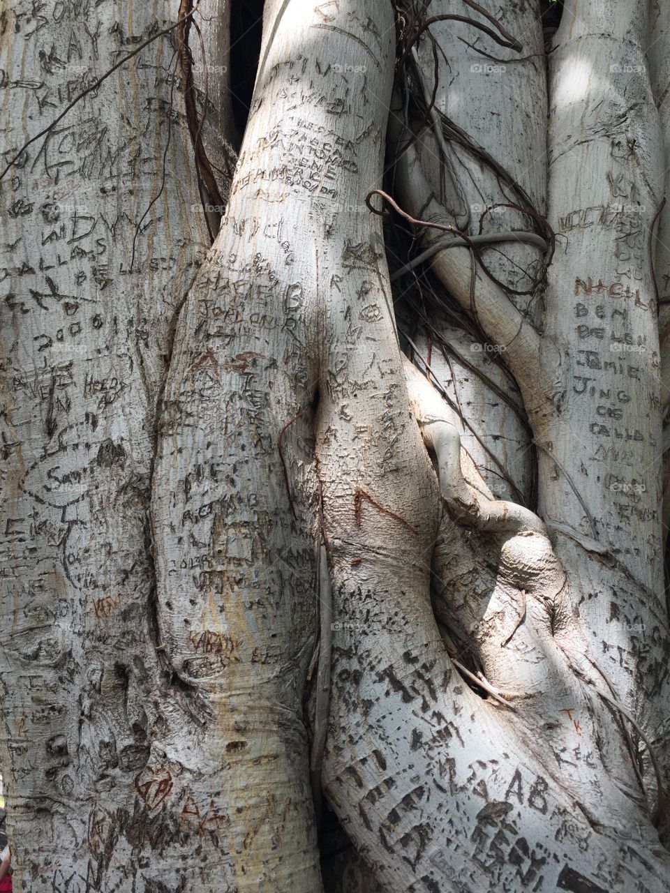 Carvings on the large banyan tree in Lahaina 