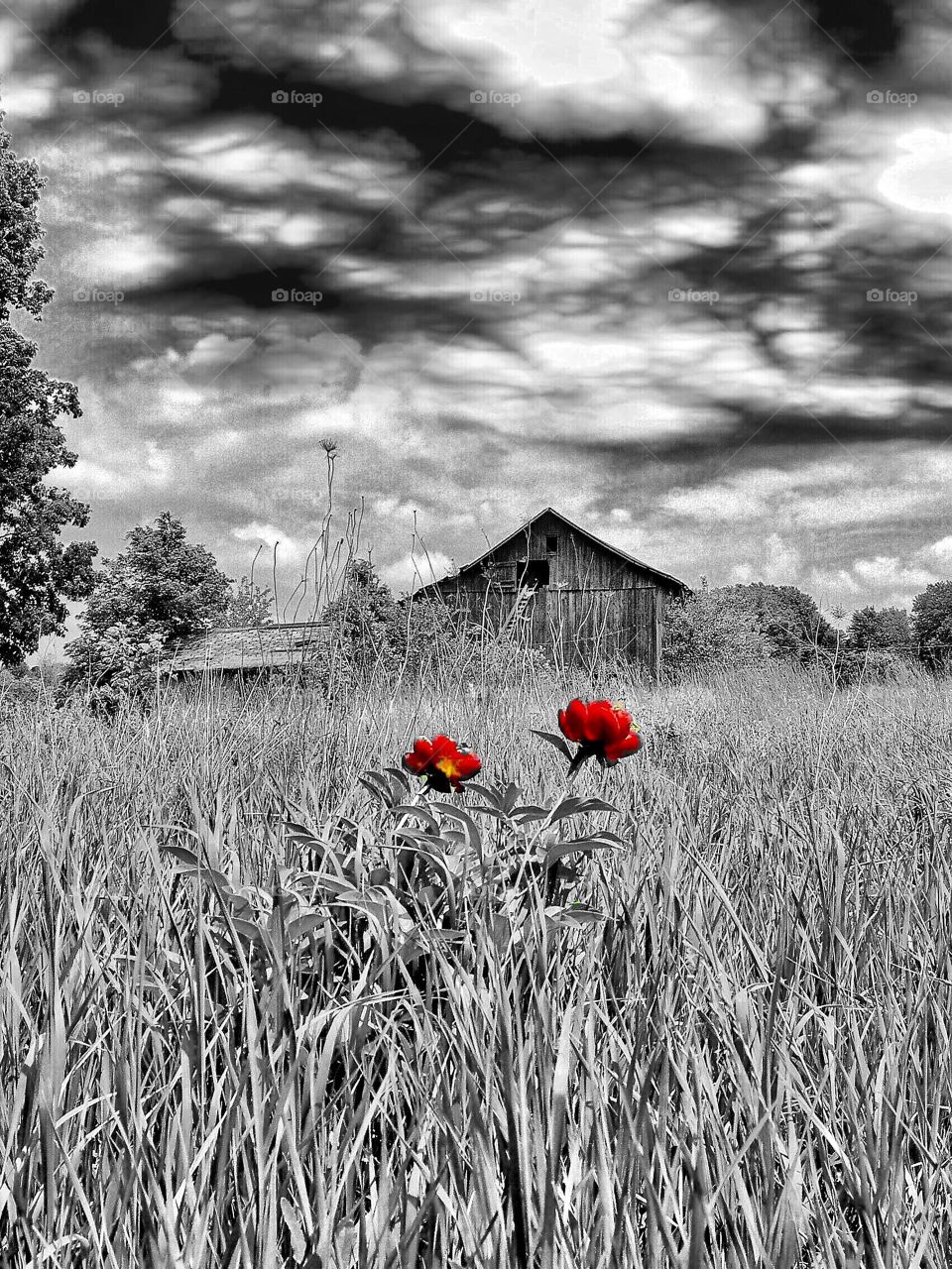 Old Indiana barn and two red peonies 