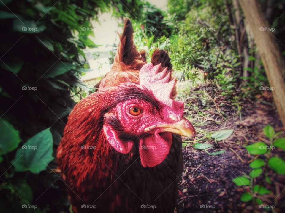 A domesticated chicken acts like a model as they are photographed