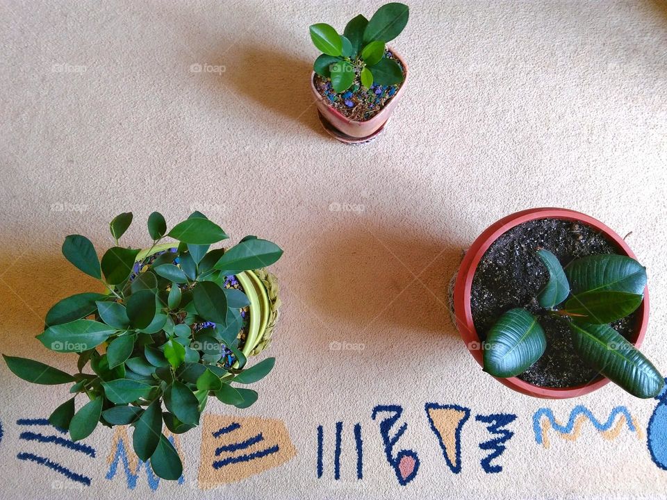 plants