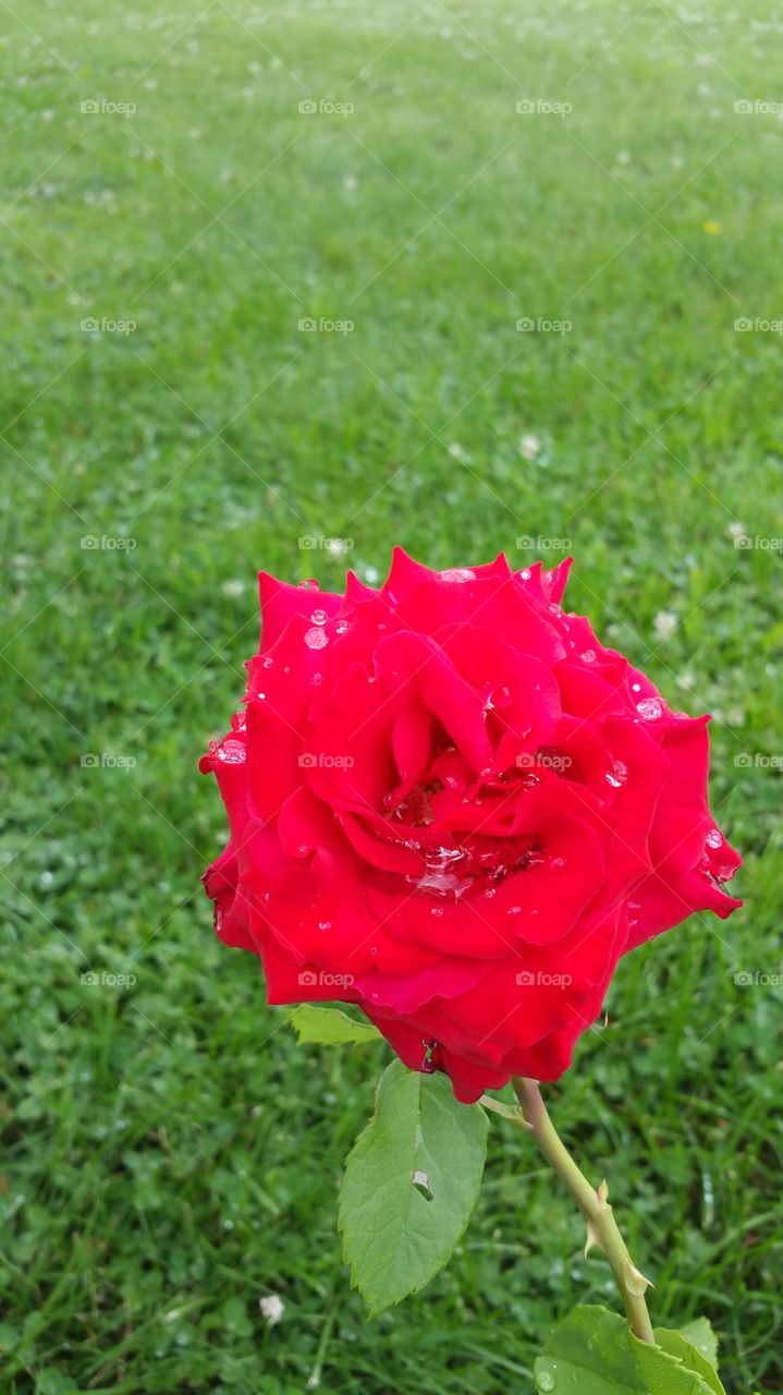 blood red rose