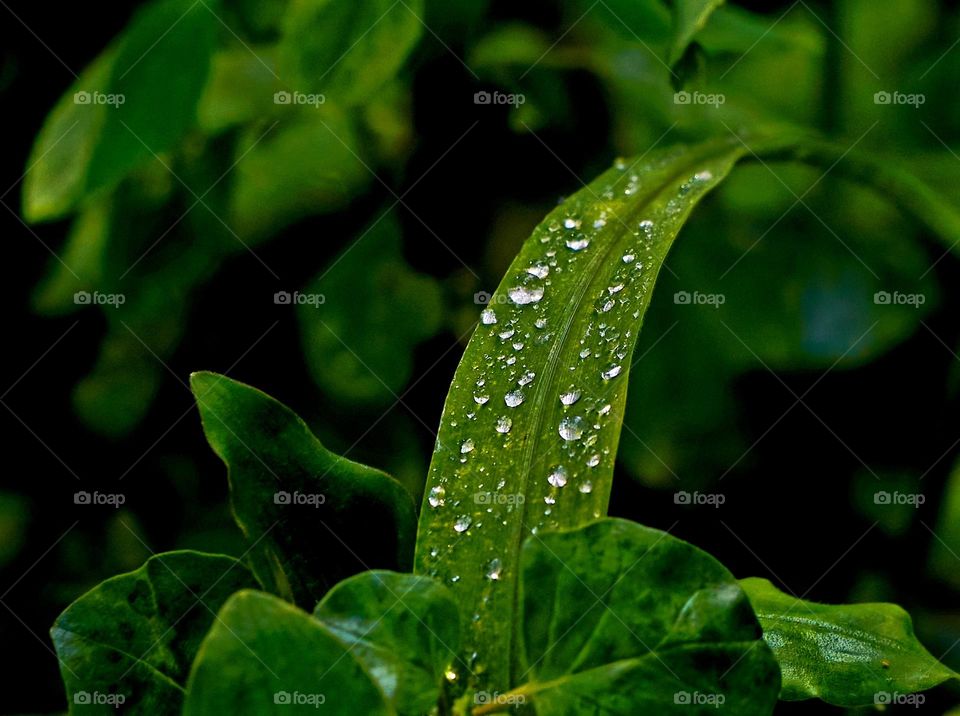 Liquids  - rain water - Grass blade