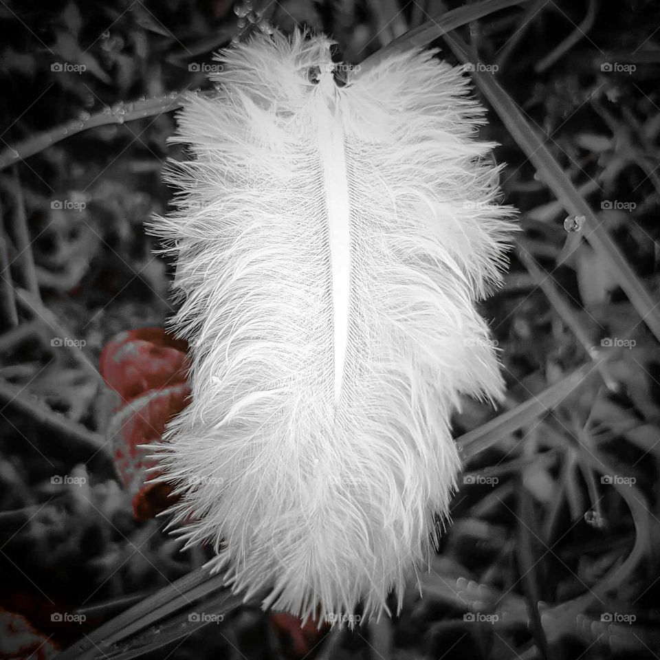 white feather close-up