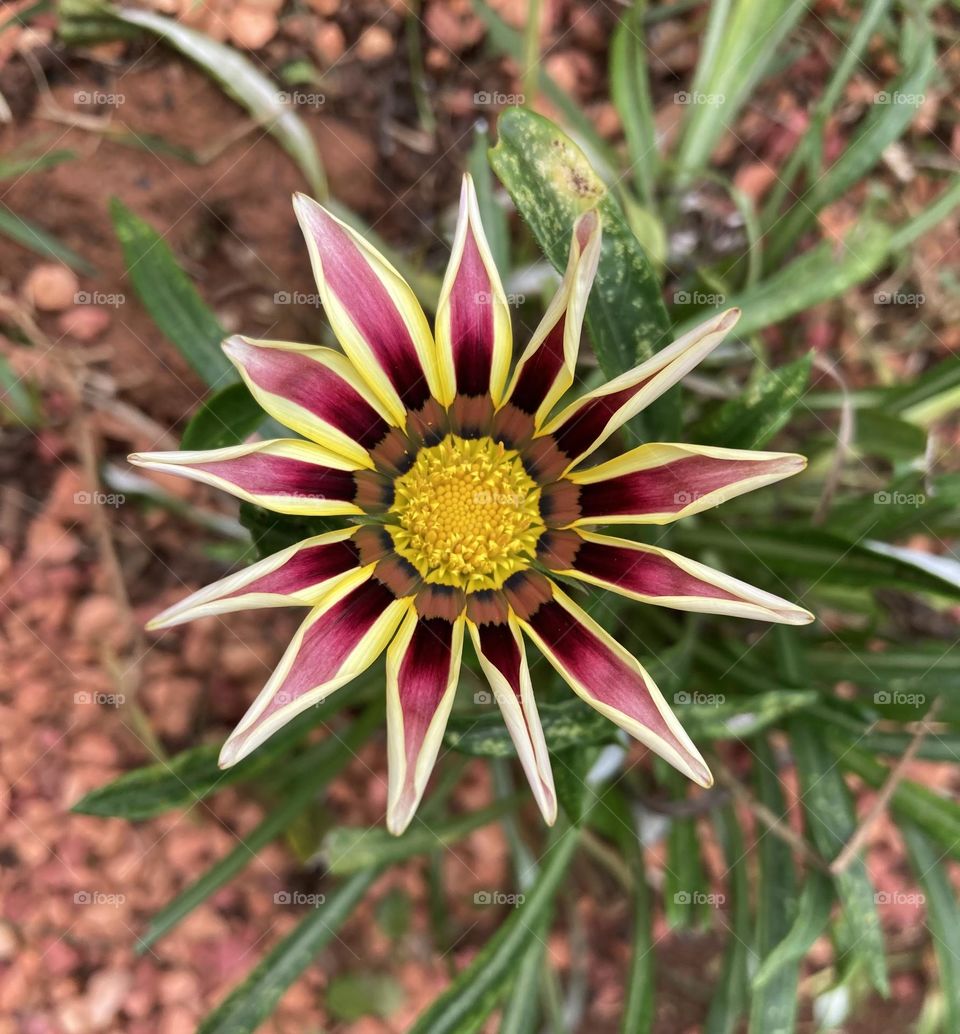 🌹 🇺🇸 Very beautiful flowers to brighten our day.  Live nature and its beauty. Did you like the delicate petals? / 🇧🇷 Flores muito bonitas para alegrar nosso dia. Viva a natureza e sua beleza. Gostaram das pétalas delicadas? 