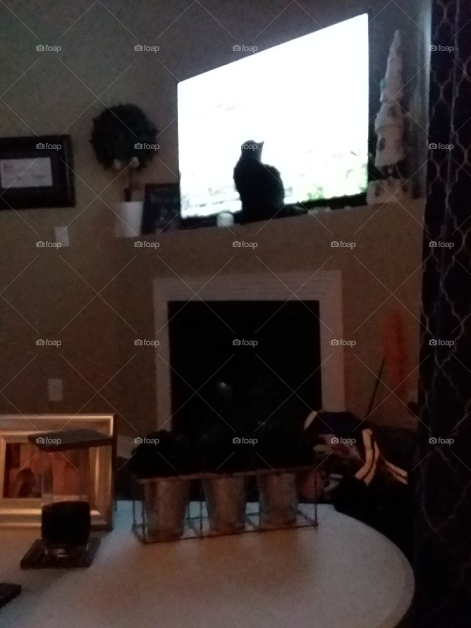 kitty watching tv