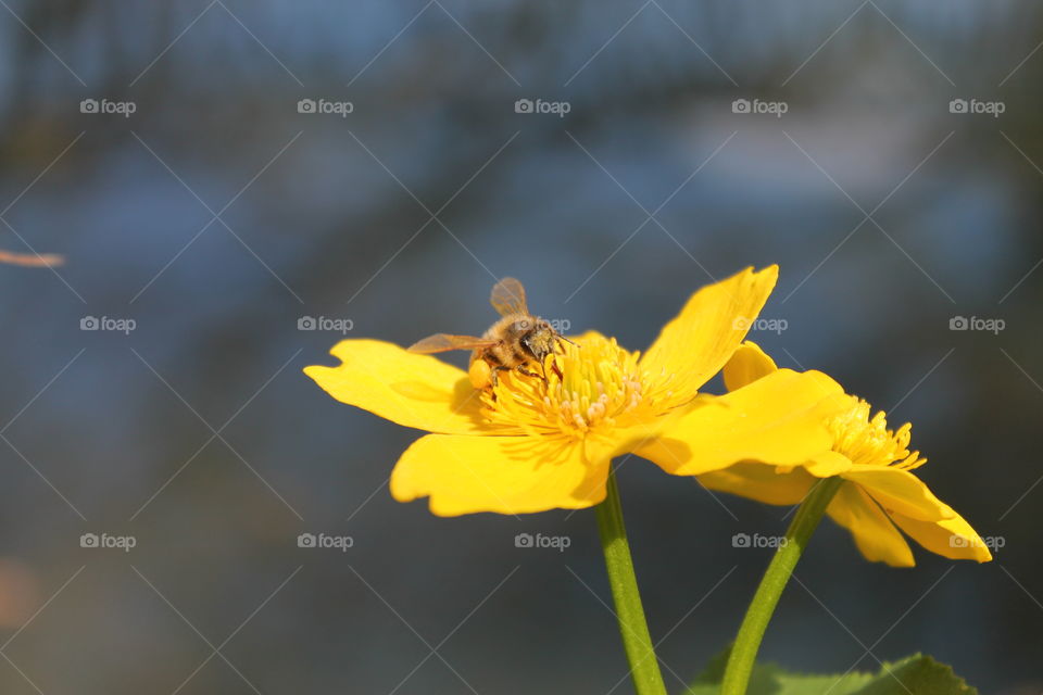 Honey Bee