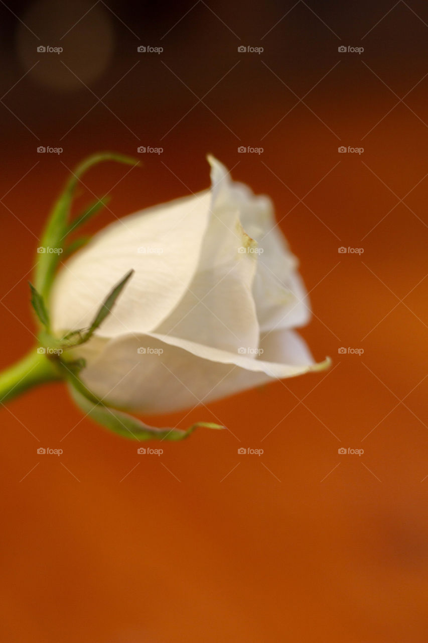 Flowers/Rose -Love Icon