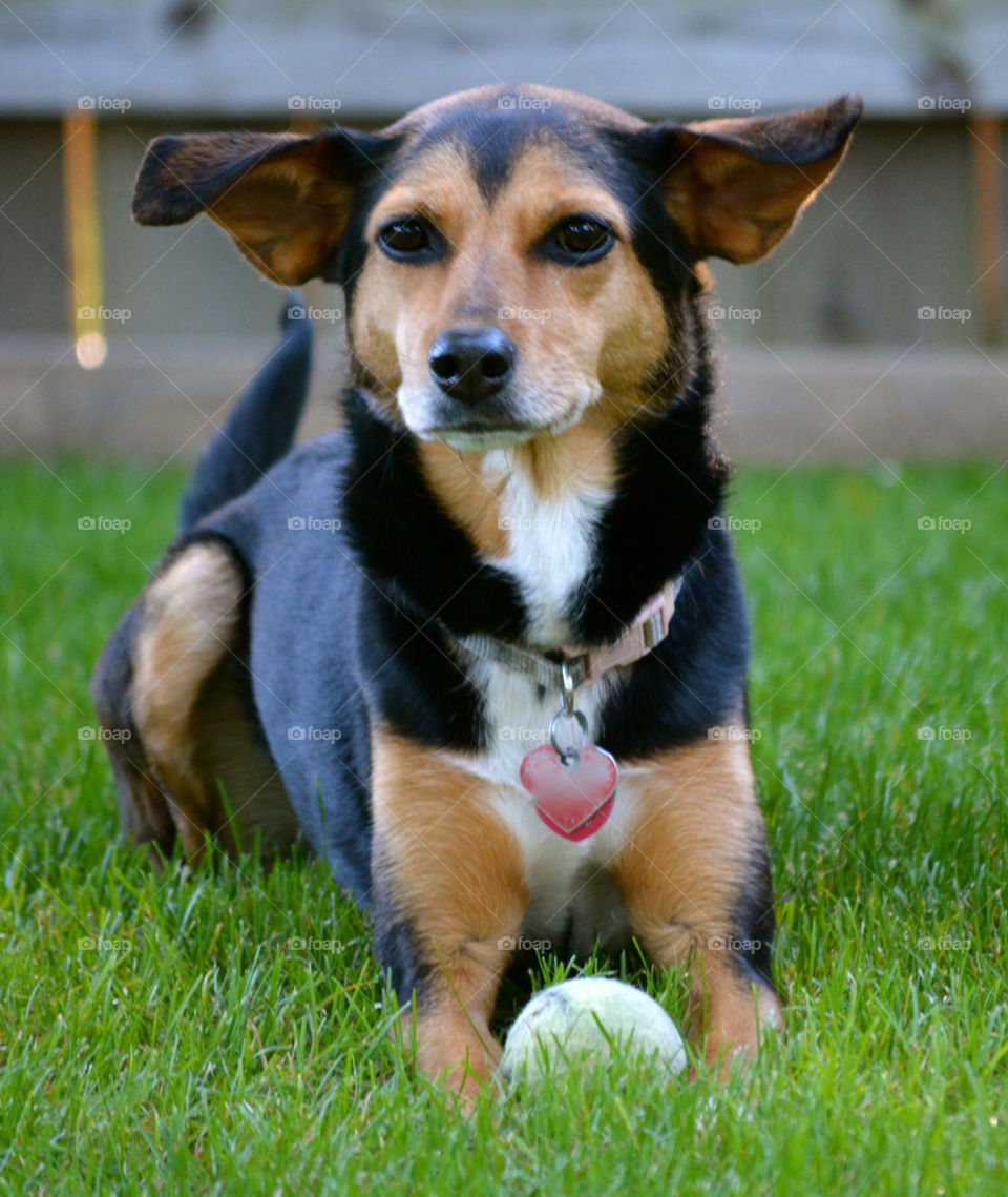 dog white group1 min-pin by refocusphoto