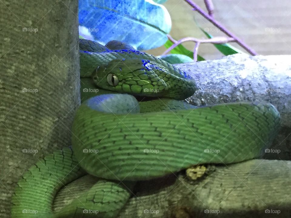 Green cat eyed snake