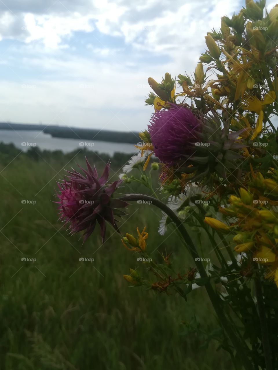 Flowers