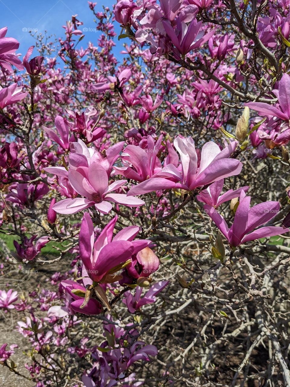 Magnolia tree blossom