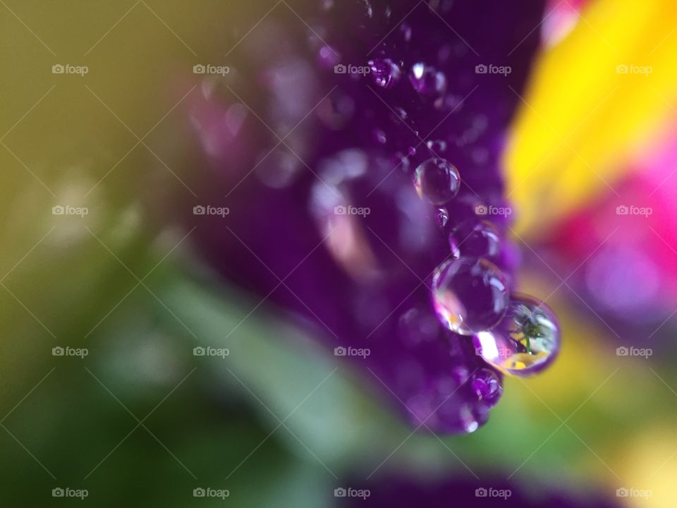 Flower and water drops