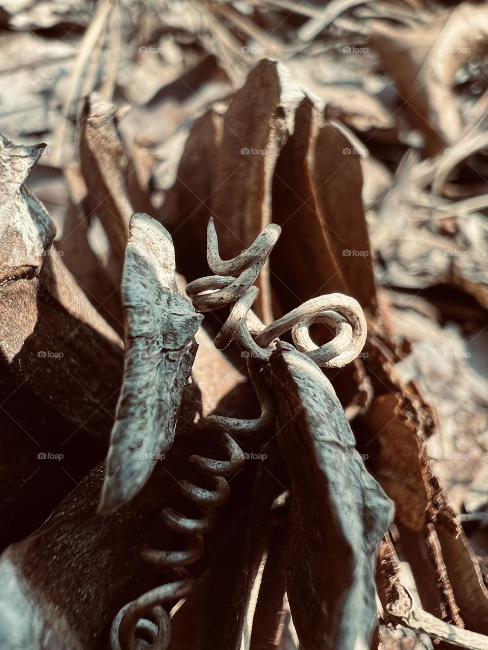 Woody tendril of a creeping vine entwined in a pine cone on the forest floor 