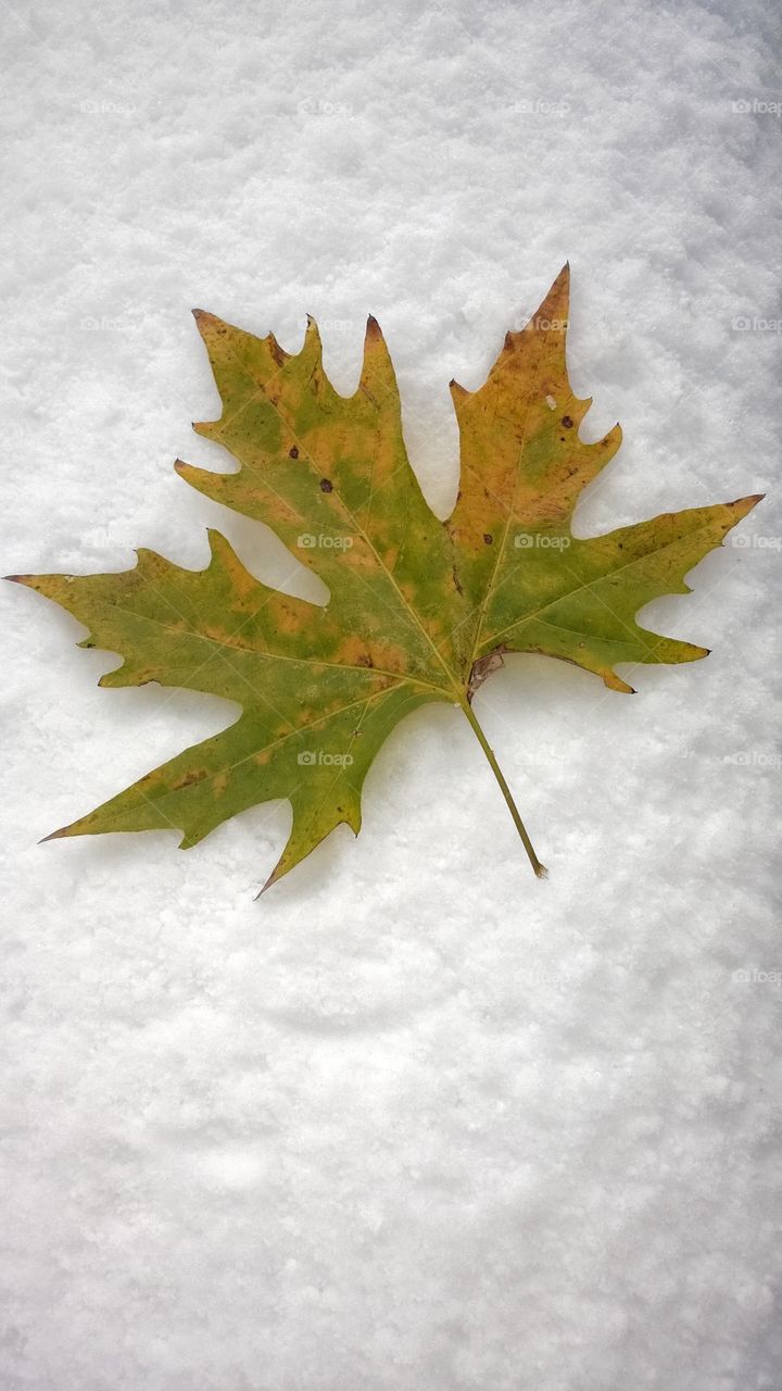 Green leaf on snow