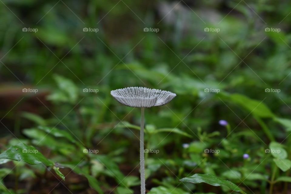 tiny single Inkscape mushroom